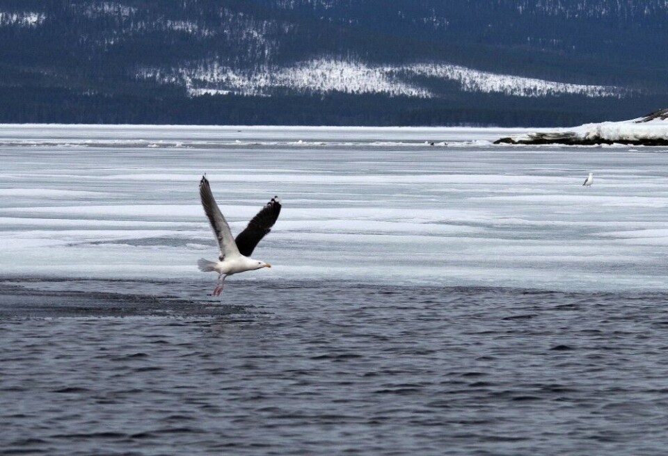 Waterfowls arrived to the White Sea before the ice was gone this spring. Photo: Kandalaksha Nature Reserve