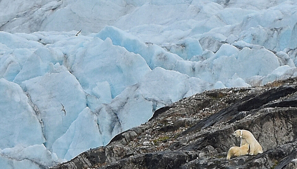 Polar bear with cub, Nordenskiöld glacier, Svalbard. Photo: Thomas Nilsen