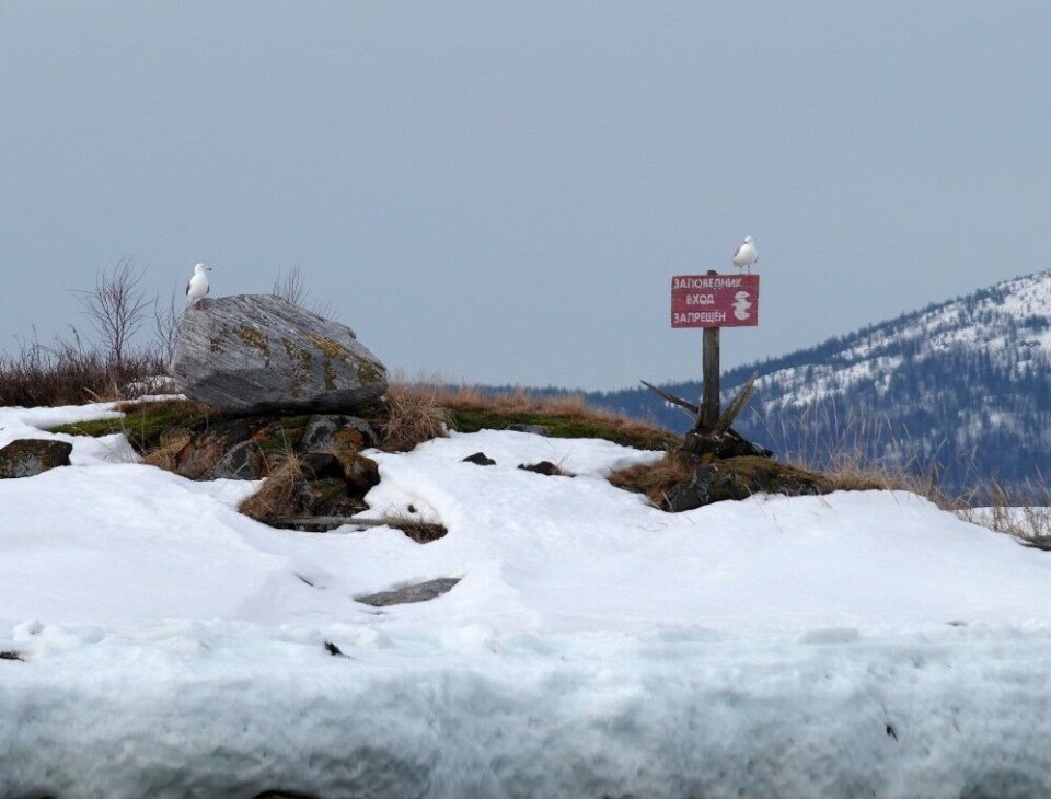 The Nature Reserve (Zapovednik) is located on the southern shores of the Kola Peninsula. Photo: Kandalaksha Nature Reserve