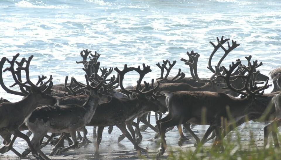 Reindeer cooling off on a beach to the Barents Sea. Photo: Thomas Nilsen