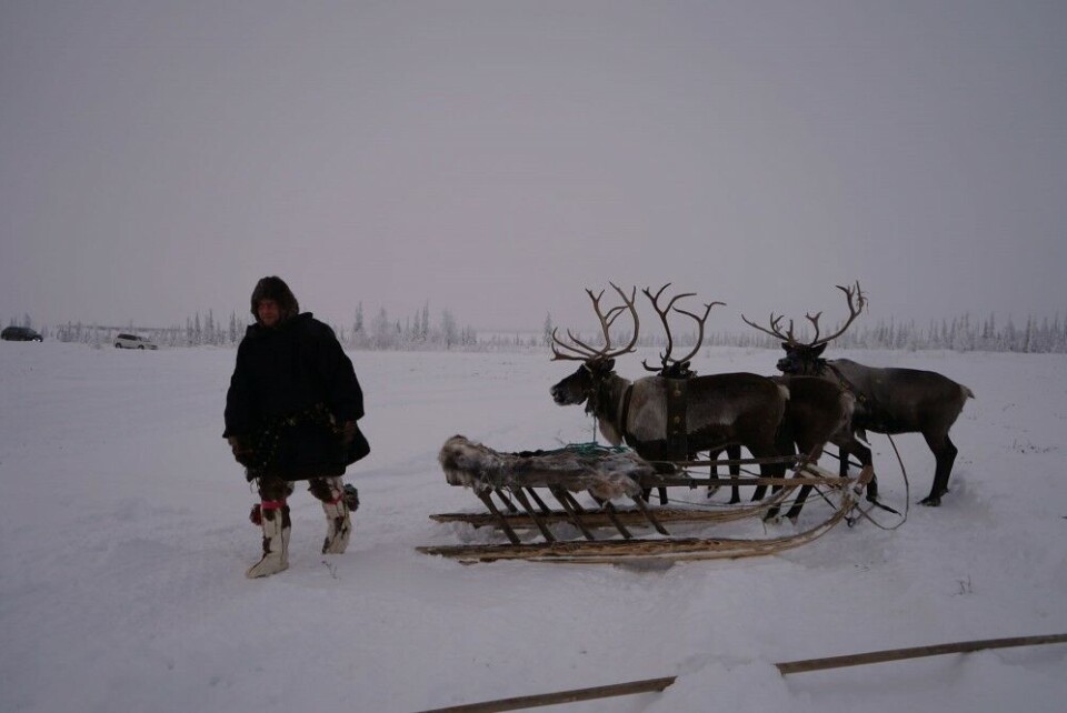 Herders in Yamal are losing their animals. Photo: Atle Staalesen