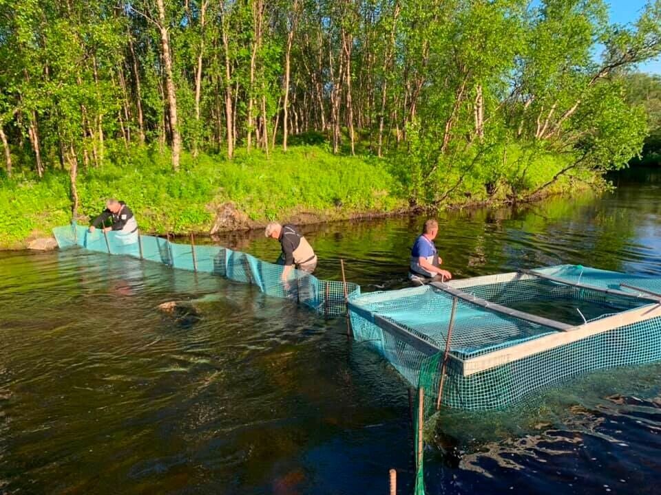 Ловушка для горбуши, установленная местными рыбками на реке Карпельва. Фото: Ойстейн Хансен, Ассоциация рыболовов и охотников Сёр-Варангера