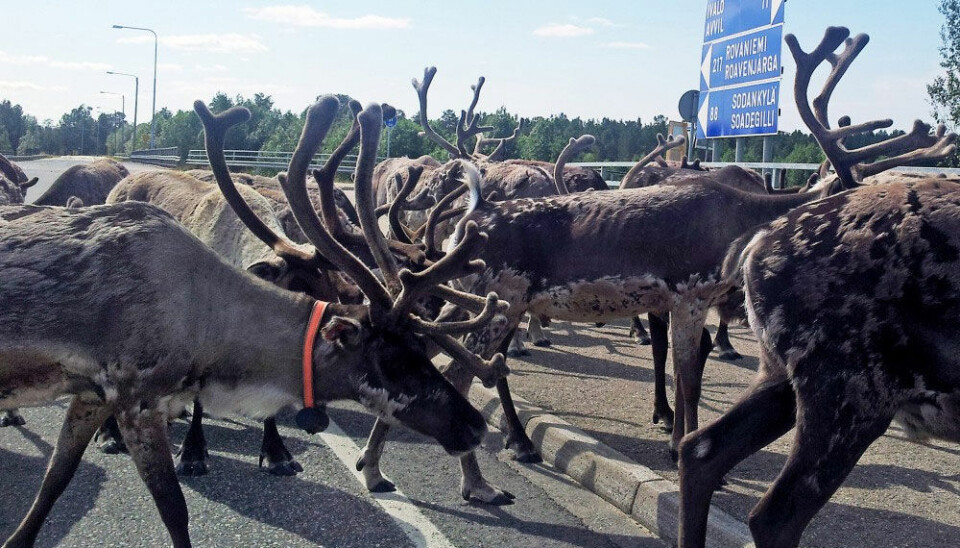 Олени на севере Финляндии. Фото: Томас Нильсен