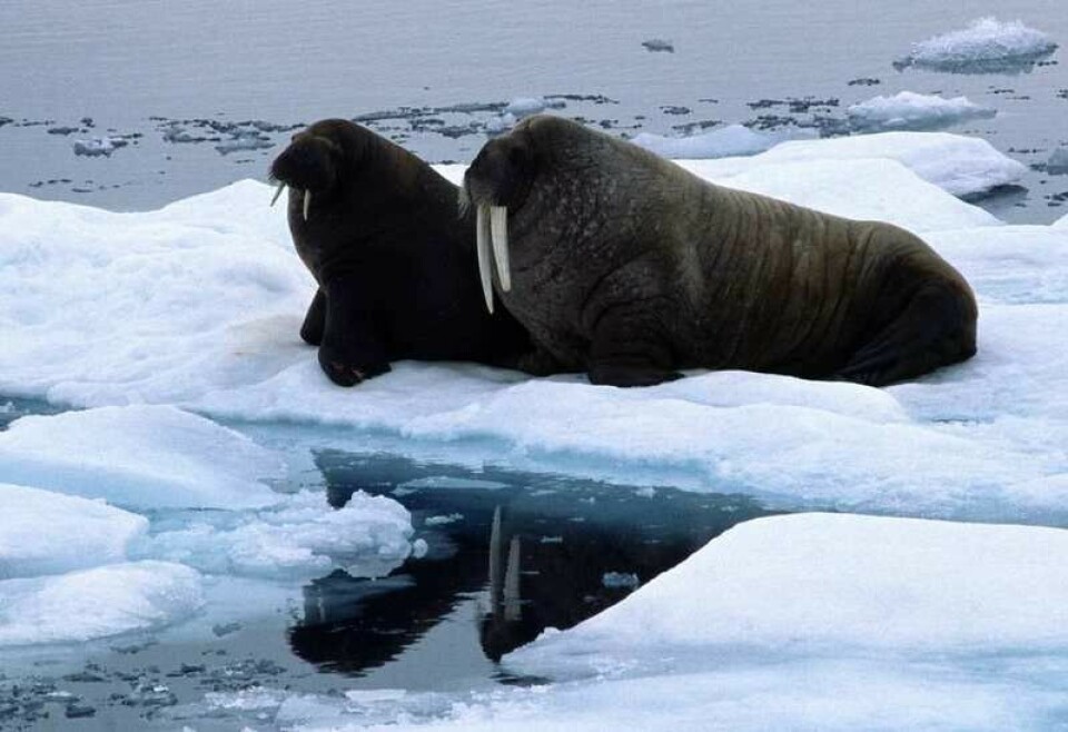 The heat is on for the walruses on the ice in the Hinlopen Strait between Spitsbergen and Nordaustlandet on Svalbard. Photo: Thomas Nilsen