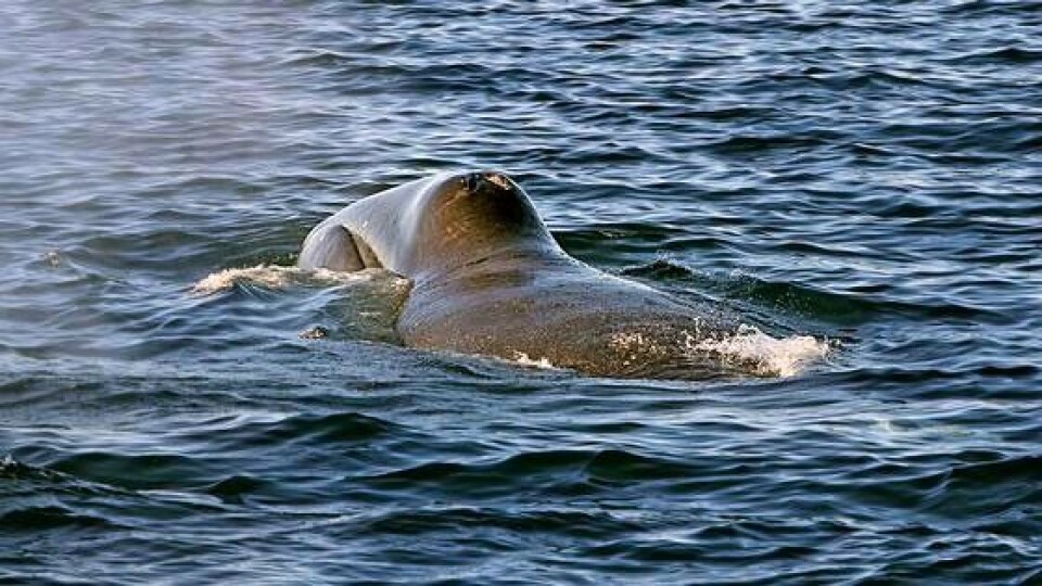 Greenland whale in the Barents Sea. Photo: Kjell-Arne Fagerheim, imr.no