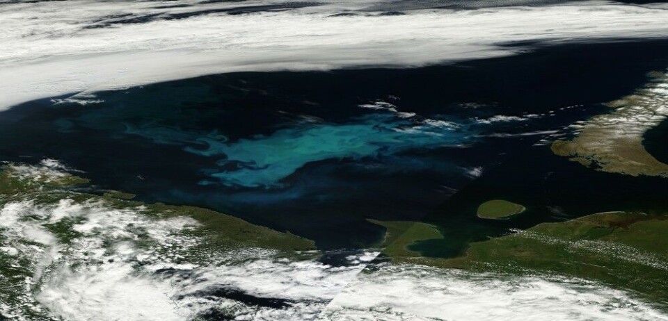The alga boom in the Barents Sea is highly visible. This photo is based on satellite images from July 6th. Novaya Zemlya can be seen to the east while Finnmark, the Kola Peninsula, the White Sea area (under the skies), Cape Kanin and the island of Kolguyev are visible from the west to the south-east. Photo: NASA EOSDIS Worldservice