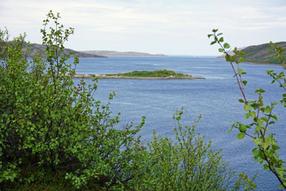 Green leaves appeared weeks earlier than normal in the high north of Norway this spring. Photo: Thomas Nilsen