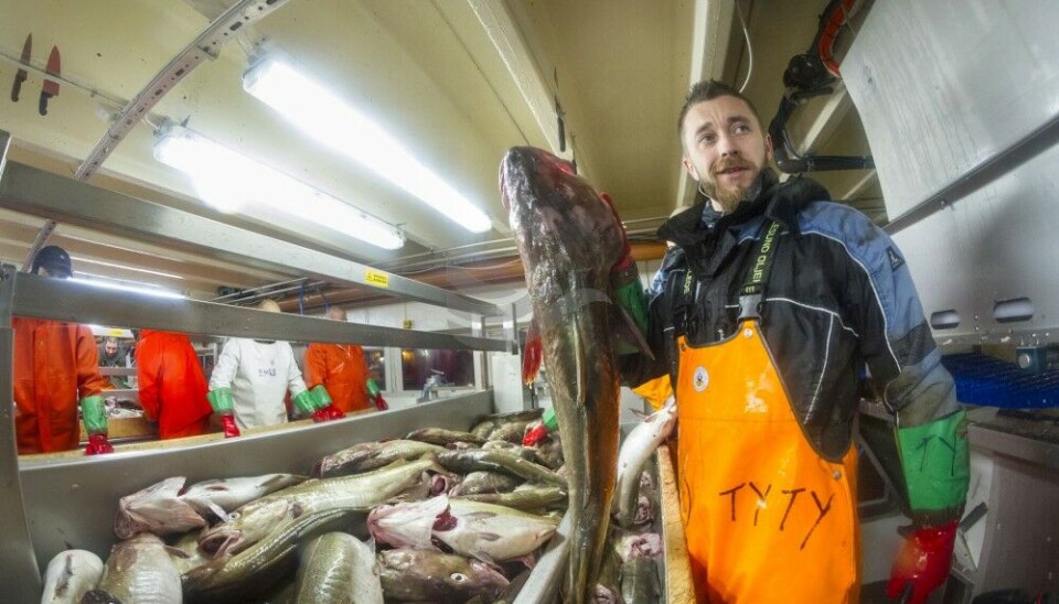 Cod worth 12,2 billion kroner (€1,14 bn) was exported out of Norway in 2022. Photo: Sjømat Norge / Thor Nielsen