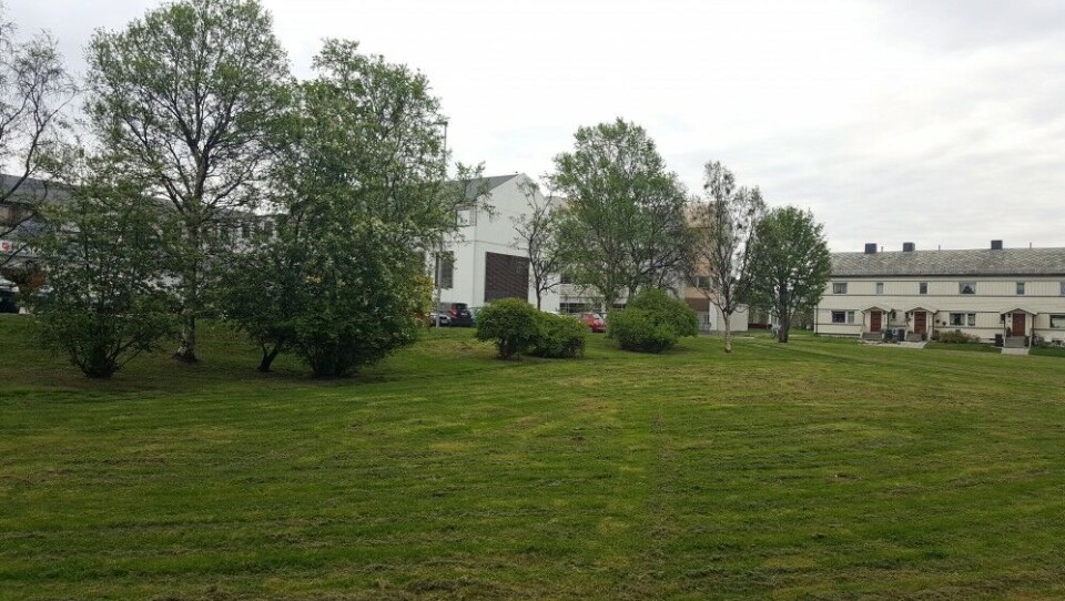 Grass-cutting in the park outside the Barents Observer’s newsroom has never been an issue before in May. Photo: Thomas Nilsen