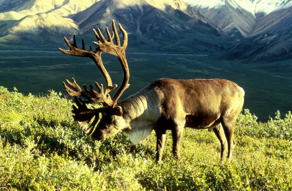 Male caribou. Photo: Dean Biggins/U.S. Fish and Wildlife Service