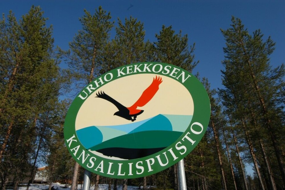 Urho Kekkonen national park. 16,5% of the forest in Lapland is under some kind of protection. Photo: Thomas Nilsen
