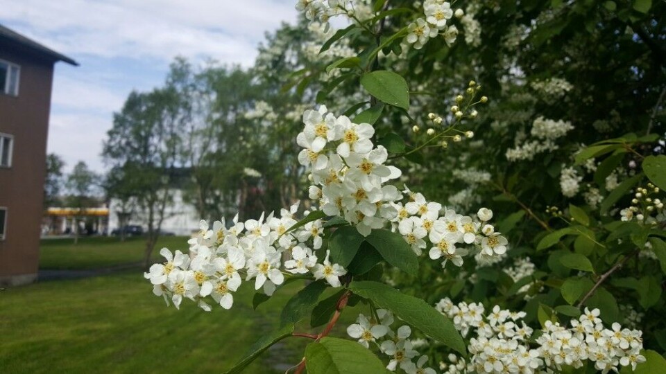 The hackberry trees are blooming already in May. Photo: Thomas Nilsen