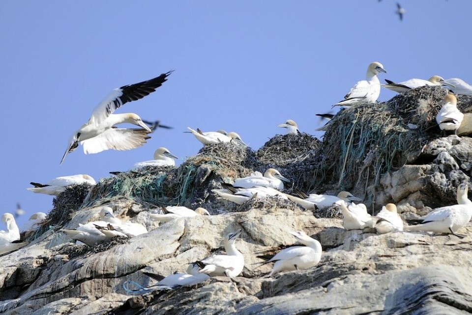 Here at Gjesværstappan in Finnmark, the northern gannet builds nests with abandoned plastic fishing gear. Photo: Thomas Nilsen