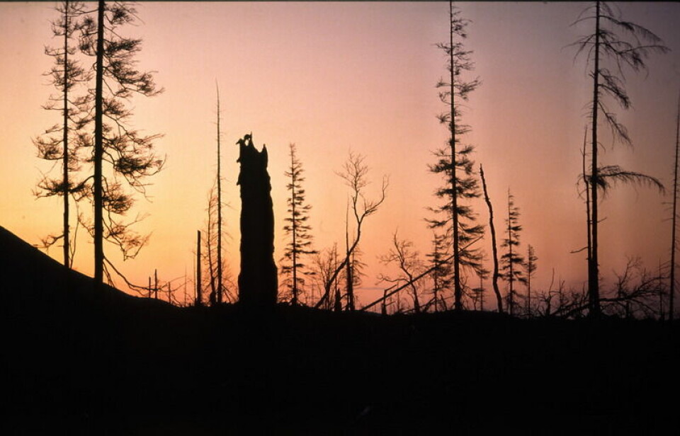 Dead forest near Monchegorsk on the Kola Peninsula. Photo: Thomas Nilsen