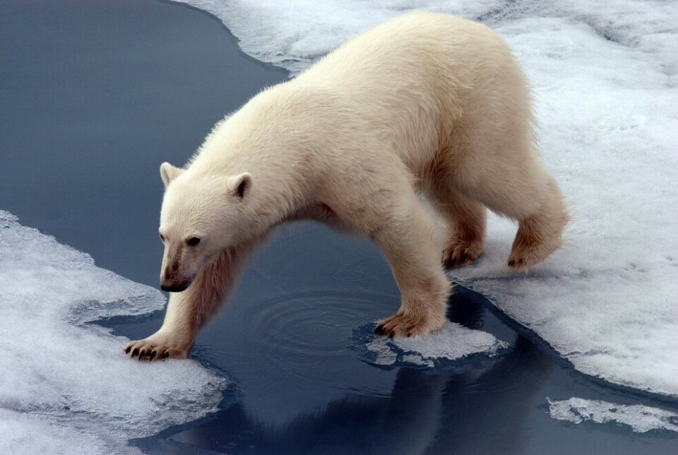 A polar bear walking the sea-ice in the Hinlopen Strait east of Spitsbergen.