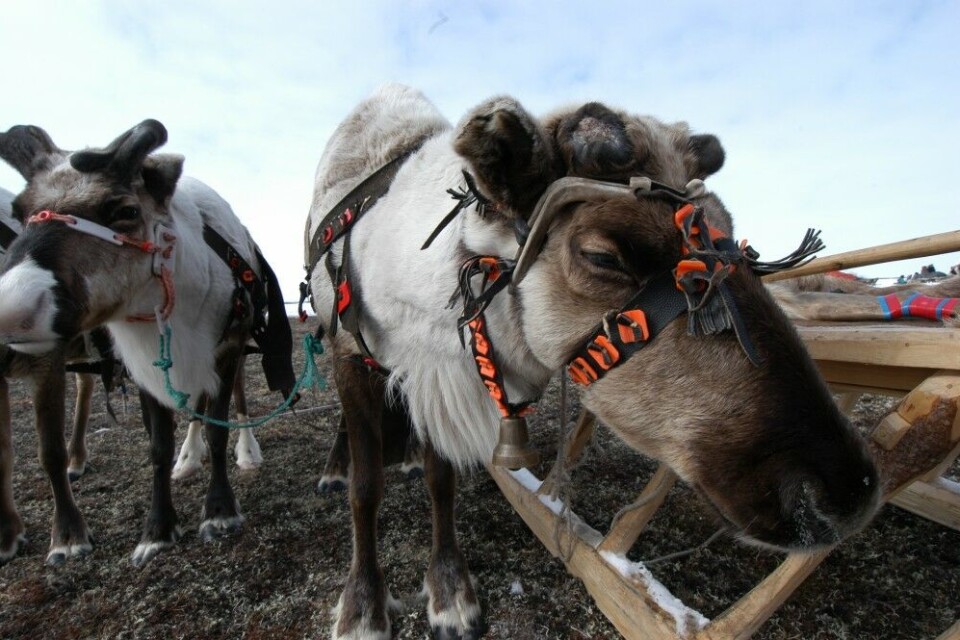 Reindeer on the Nenets tundra. Photo: Thomas Nilsen