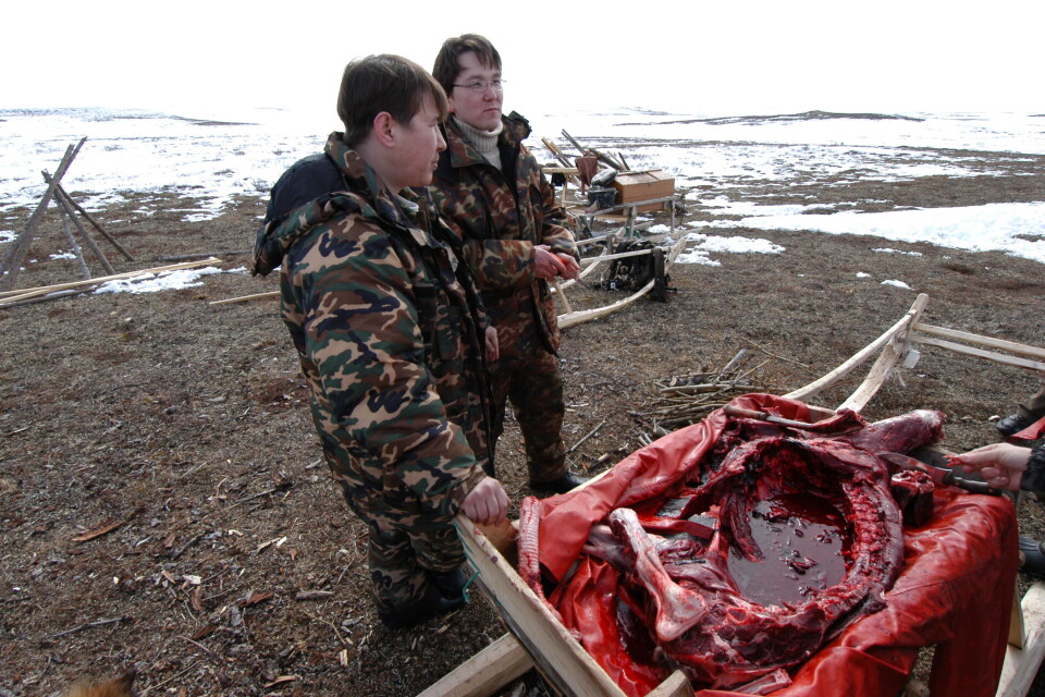 Slaughter time on the Nenets tundra. Photo: Thomas Nilsen