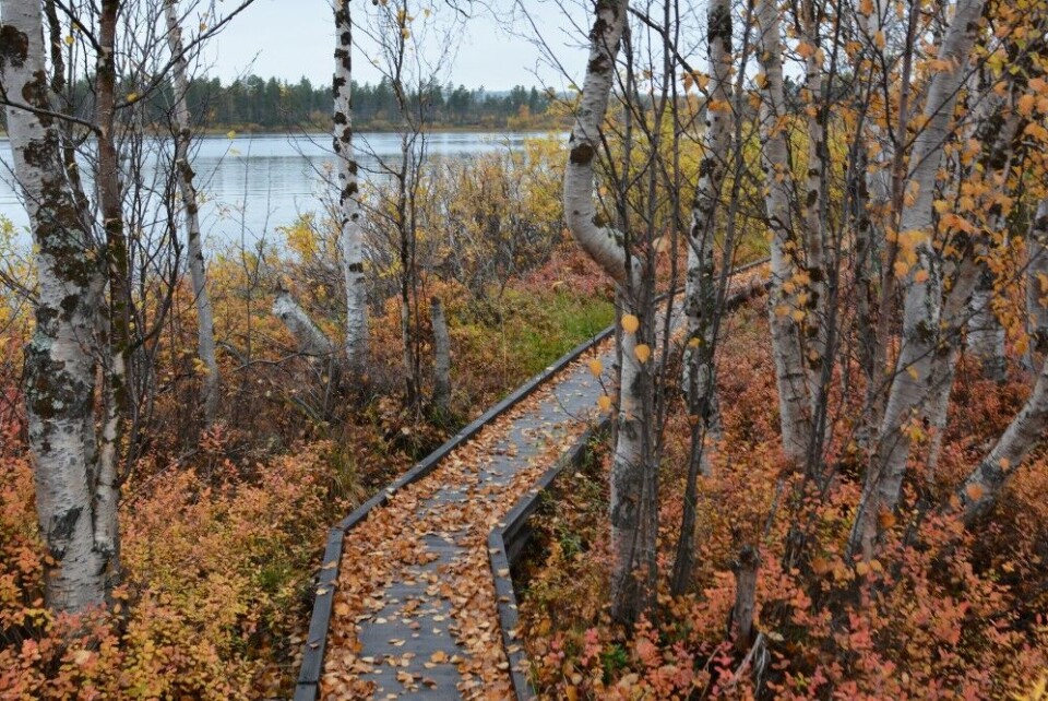 Pasvik Zapovednik, the protected taiga forest on the Russian side of the Pasvik river. Photo: Thomas Nilsen