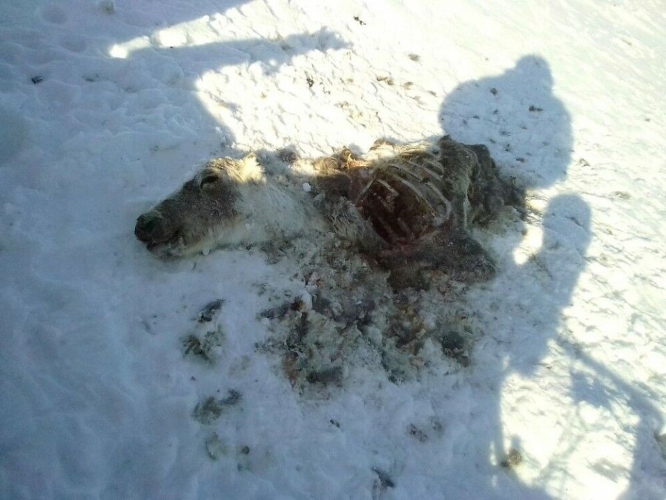 Dead reindeer on the tundra. Photo: Tatiana Britskaya, Novaya Gazeta