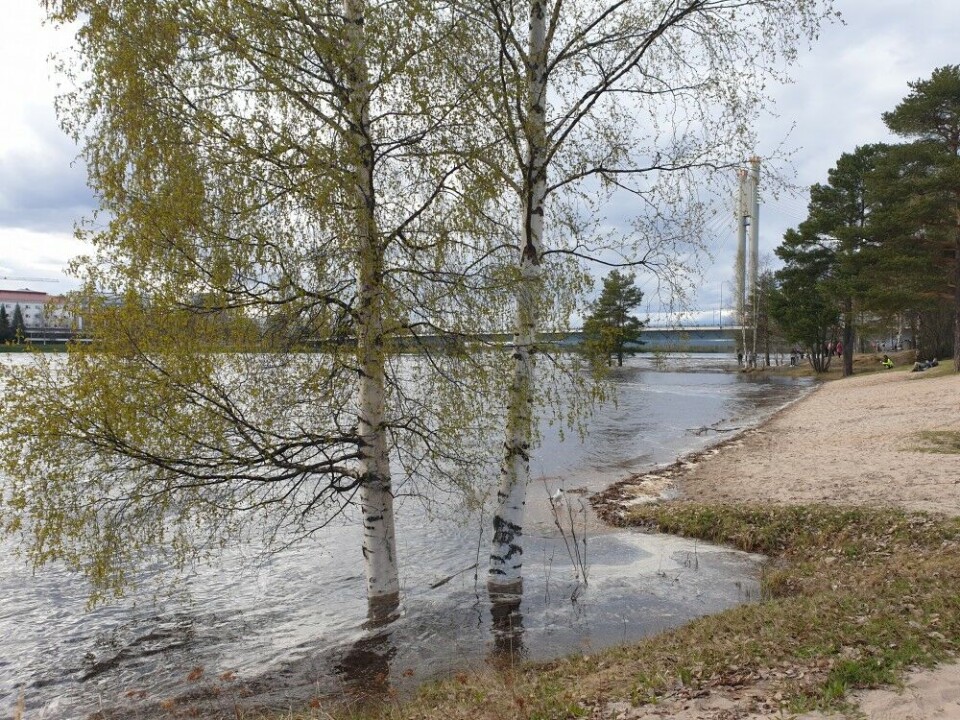 Rising water on the banks of Kemijoki river in Rovaniemi. Photo: Jenni Lintula