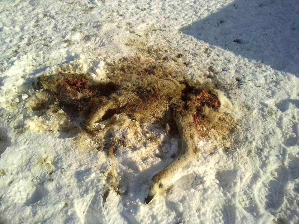 Dear reindeer on the Yamal tundra. Photo: Tatiana Britskaya, Novaya Gazeta