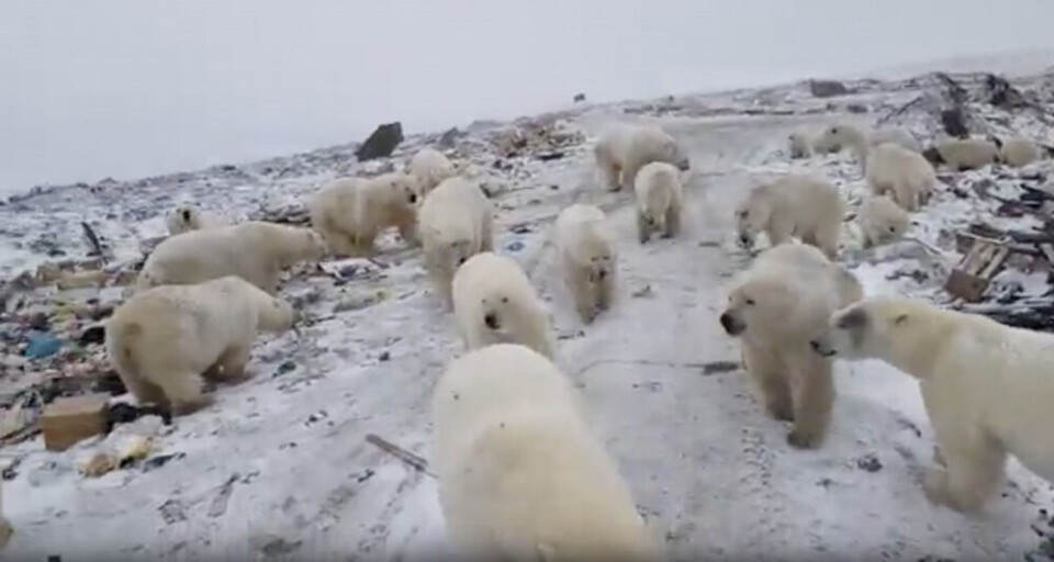 Tens of well-fed, even fat-looking polar bears gathered at the local waste-dump in Belushaya Guba. Screenshot of video posted on Vkontakte / Andrey Marchenkov