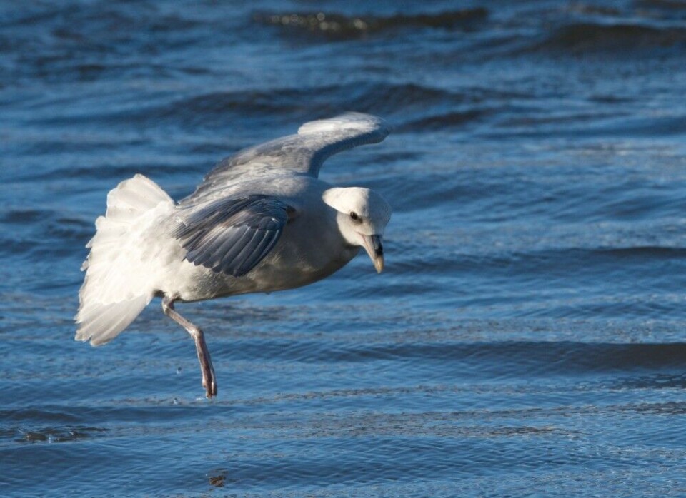 Northern fulmar is among the spices most vulnerable to plastic pollution in the Arctic. Photo: Bjørn Frantzen