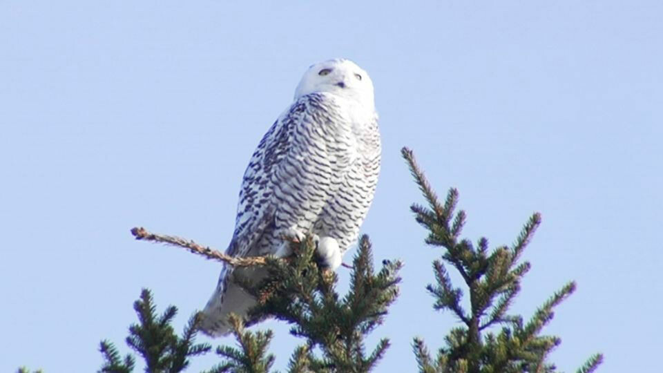 The snowy owl is so threatened at present that there is a lack of good photographs on it. This photo was shot in 2012. Photo: Yle