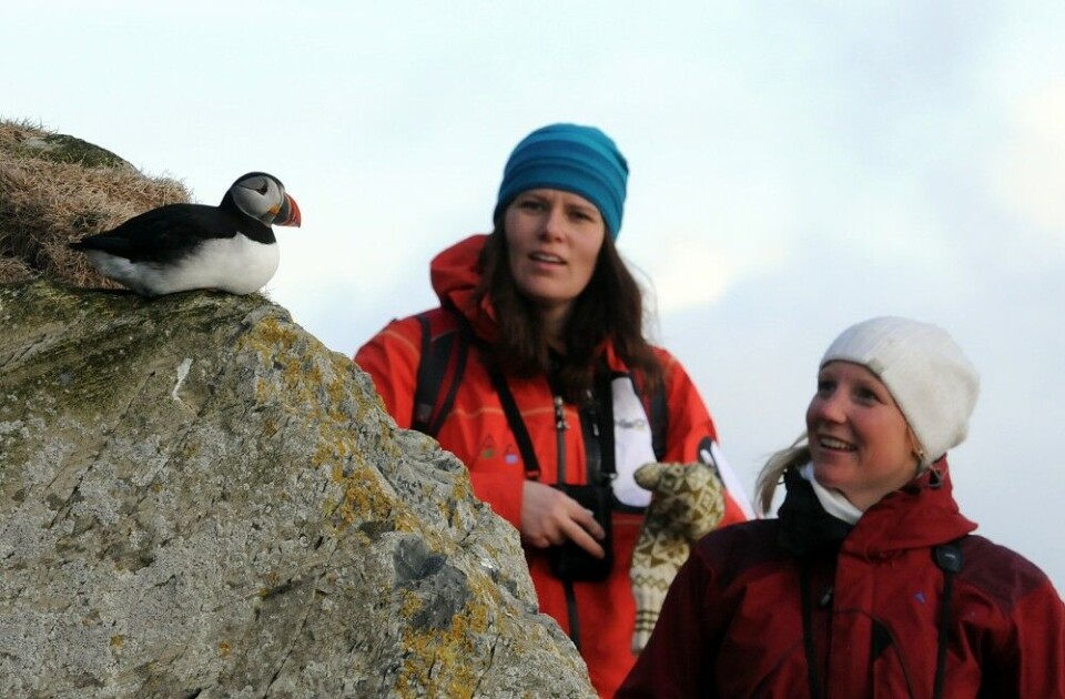 Puffin is one of the spectacular species you can get a close-up view of in the Varanger area. Photo: Bjørn Frantzen