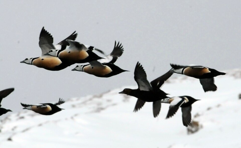 Steller’s eiders can be seen on Norway’s Barents Sea coast. Photo: Bjørn Frantzen