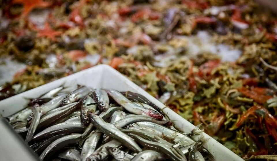 Photo: Erlend A. Lorentzen, Institute of Marine Research