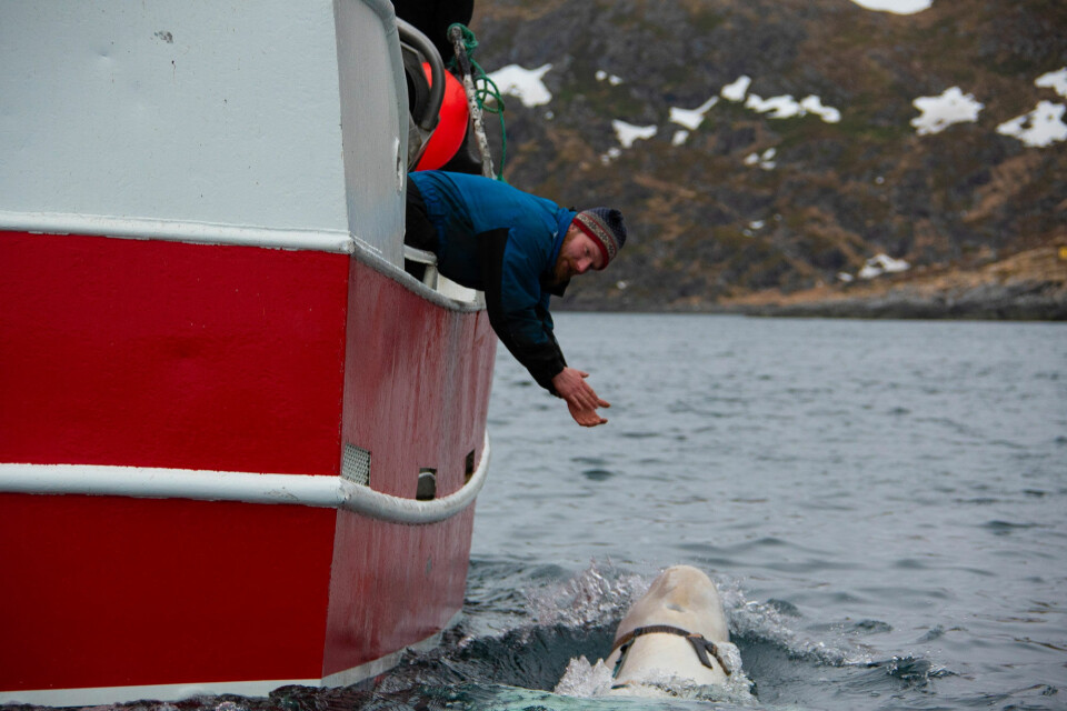 The beluga with local fisherman Joar Hesten. Photo: Jørgen Ree Wiig / Fiskeridirektoratet