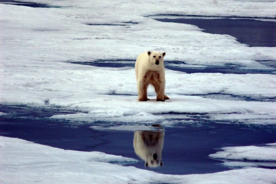 Polar bear is the King of the Arctic. Photo: Thomas Nilsen