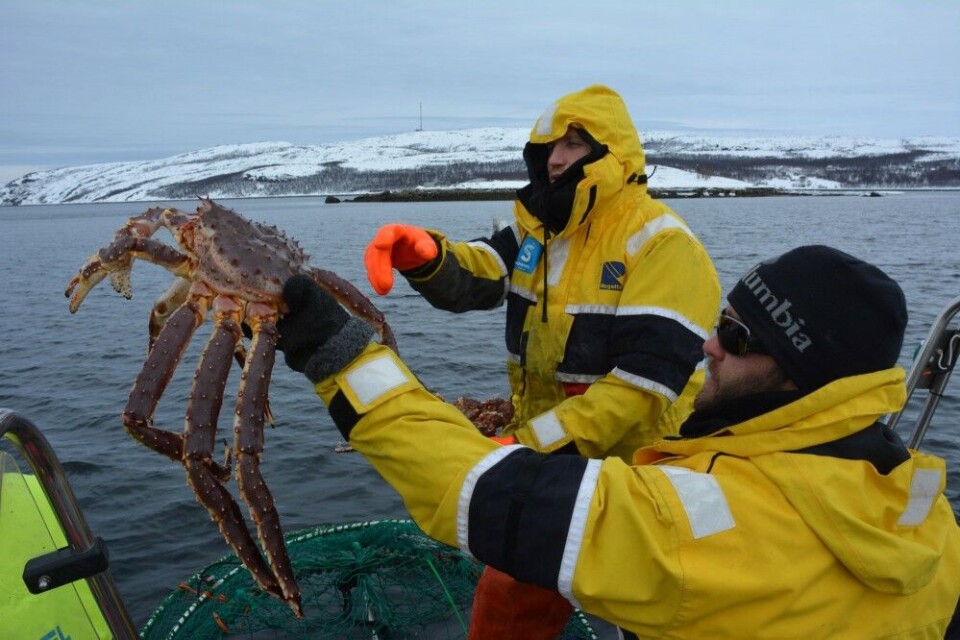 King crab safari in the Bøkfjord, on the Norwegian side of the border. Photo: Atle Staalesen