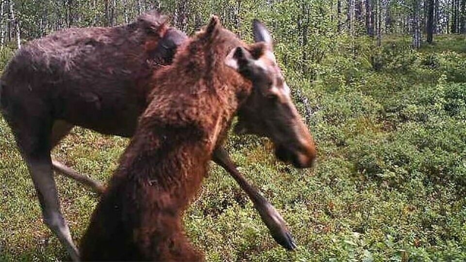 The border surveillance photograph showed a bear biting into the neck of an moose, killing it and then scurrying away. Photo: Kainuu Border Guard District/Finnish Border Guard