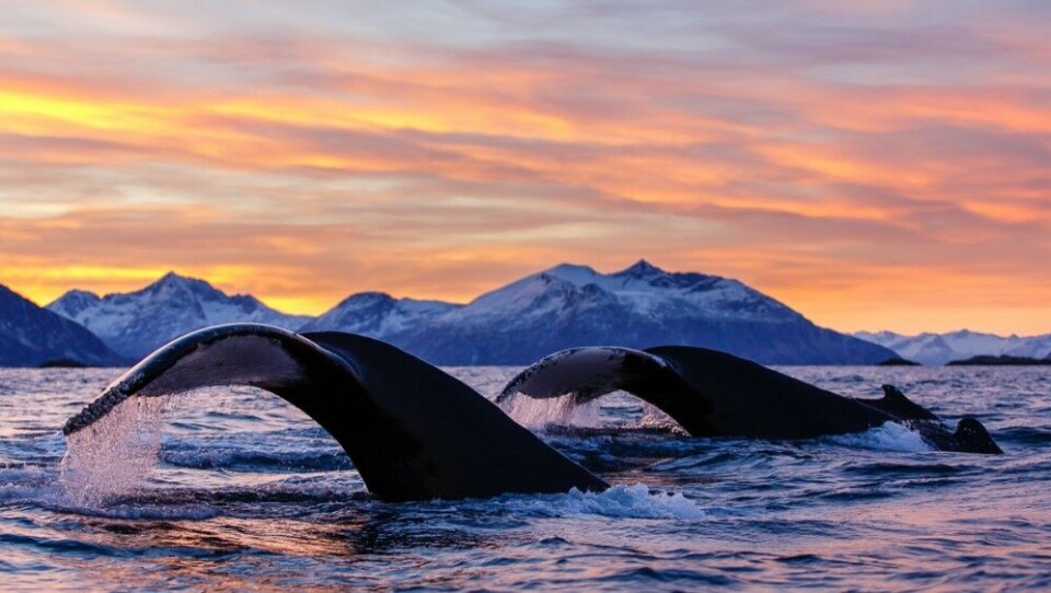 Photo: Espen Bergersen – www.NaturGalleriet.no