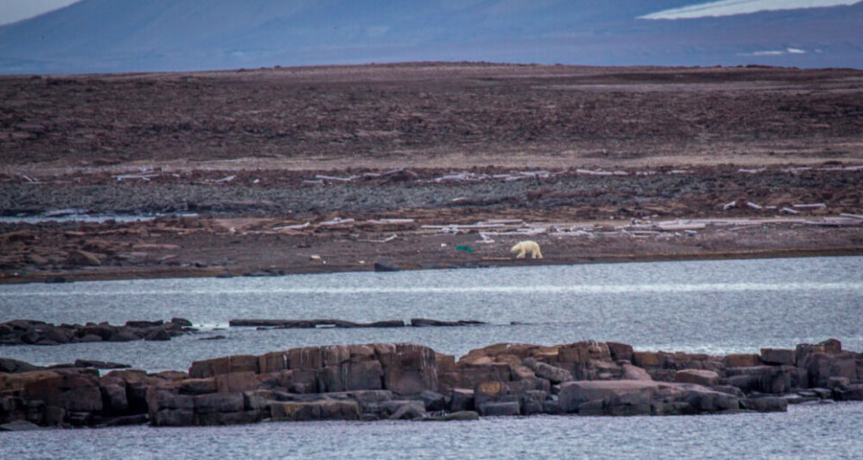 A polar bear walks through plastic waste on the shores of Kiepertøya, Svalbard. Photo: Norwegian Coast Guard