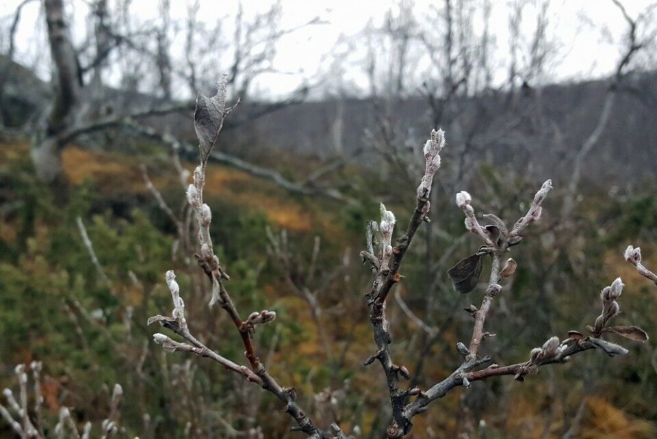 Catkins, the fuzzy nubs on the low-growing willow tree normally blooming in the tail end of the winter. This photo is taken on November 16th. Photo: Thomas Nilsen