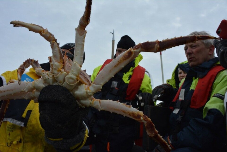 The king crab. Photo: Atle Staalesen