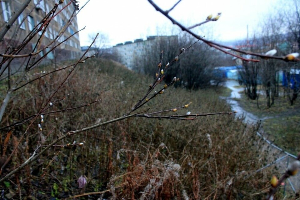 Murmansk, November 15th. Photo: Severpost