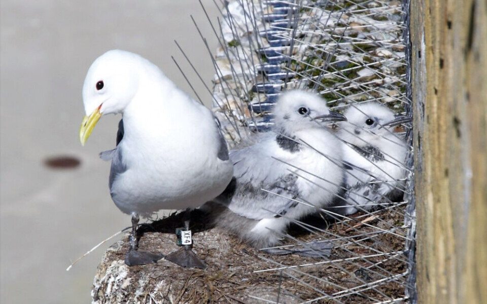 Kittiwake with chicks nesting on a building in Tromsø, despite peoples effort to prohibit it from nesting by using spikes. Photo: Sigurd Benjaminsen / NINA
