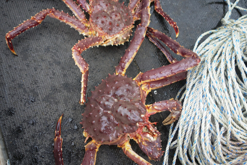 King crab. Photo: Atle Staalesen