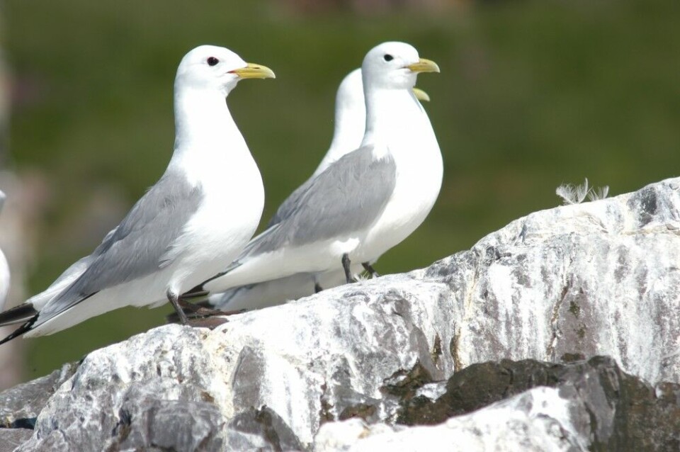Kittiwakes on the cliff. Photo: Thomas Nilsen