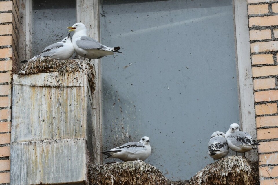 Where people once lived, birds have now taken over. Photo: Thomas Nilsen