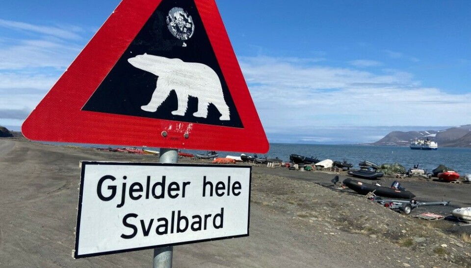 Warm weather means less sea-ice which again gives less hunting options for the polar bear. Photo: Thomas Nilsen