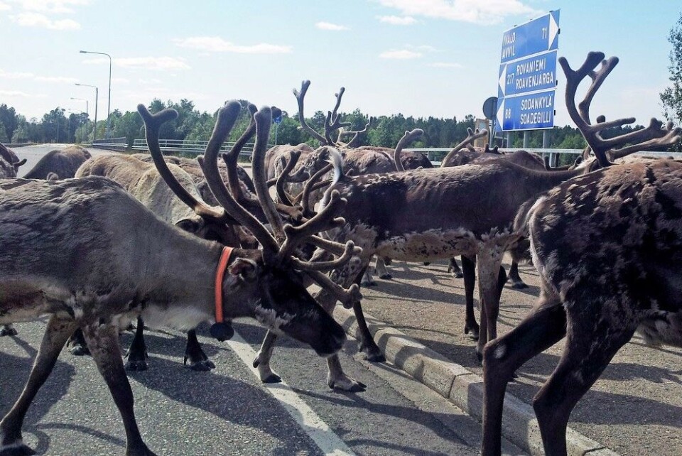 Reindeer in Lapland. Photo: Thomas Nilsen