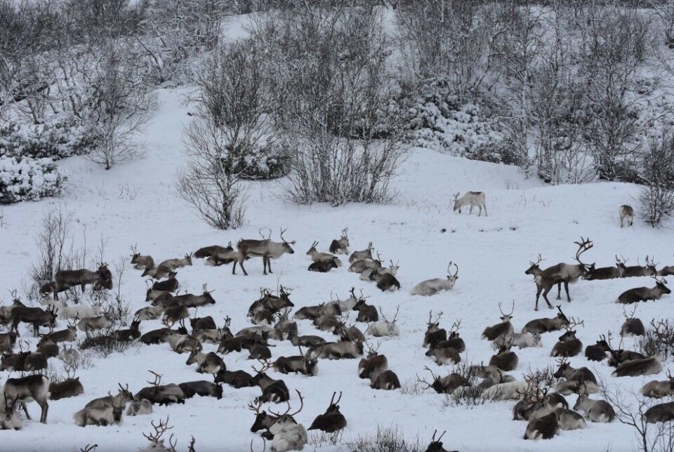 Reindeer in Kautokeino, northern Norway.