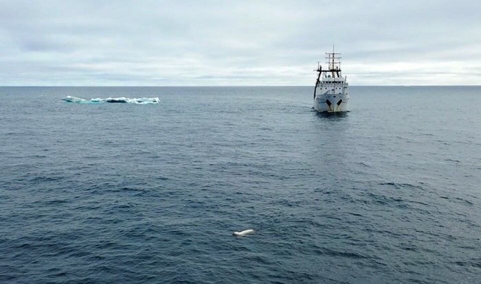 The 'Professor Levanidov' on trans-arctic research expedition from Vladivostok to Murmansk. Photo: VNIRO