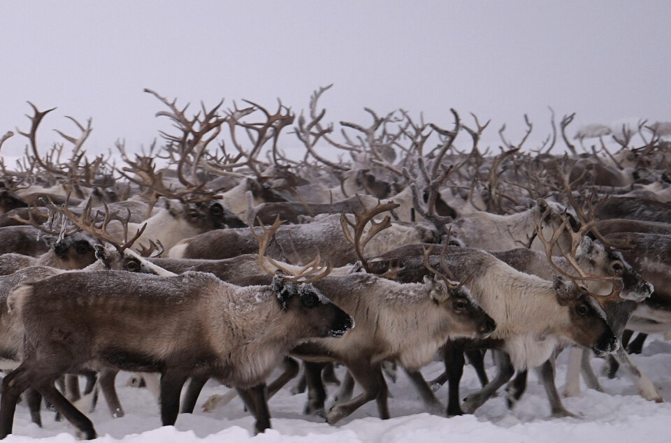 Reindeer on Russian tundra. Photo: Atle Staalesen
