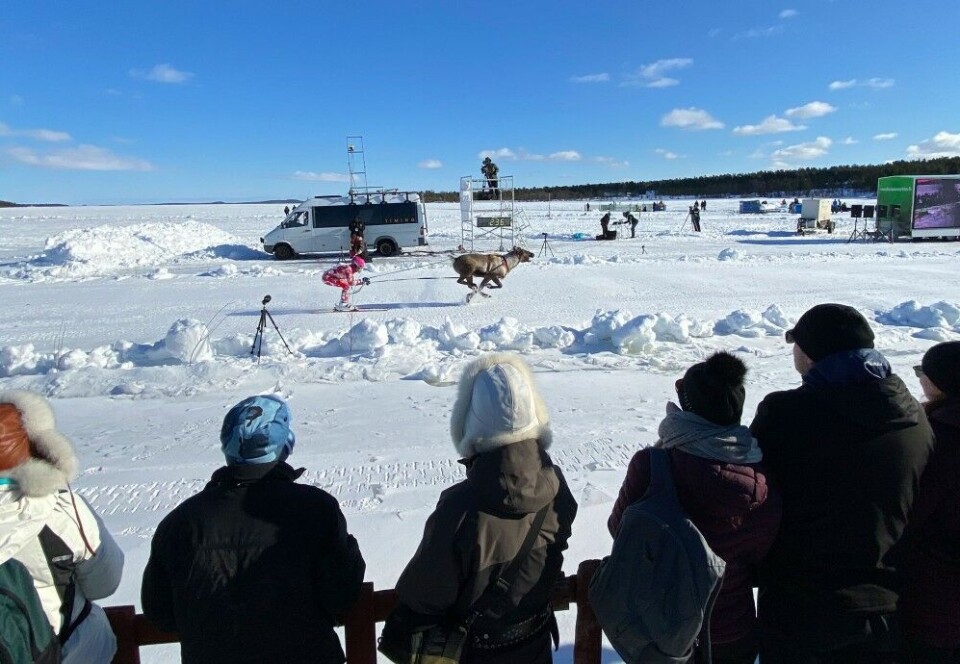Reindeer racing on the Inari. Photo: Saara-Maria Salonen